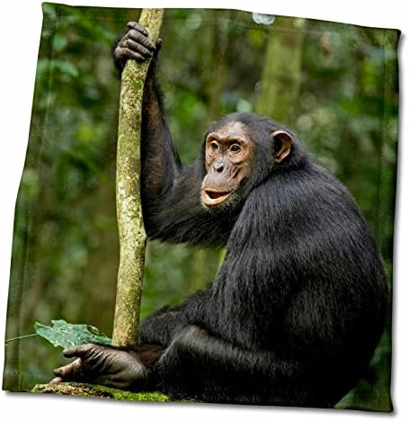 3dRose Uganda, Kibale NP. Un tânăr adult cimpanzeu ascultă pentru familia sa. - Prosoape