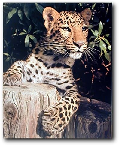 Leopard Wild Animal Animal Decor Art Imprimeu Poster