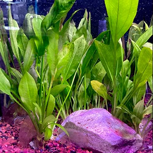Sword Plant-plante acvatice vii pentru acvarii