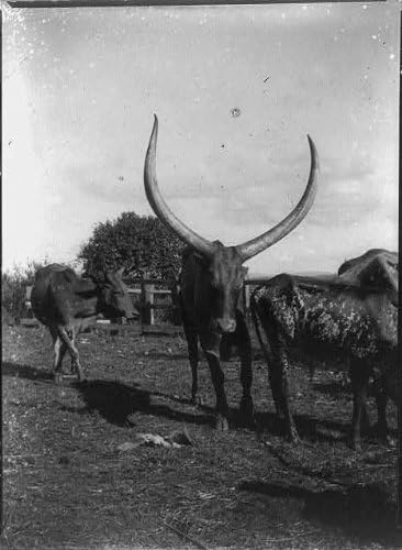 HistoricalFindings Foto: Vite, Africa, Vacile, Coarne lungi, Animale, 1900-1923